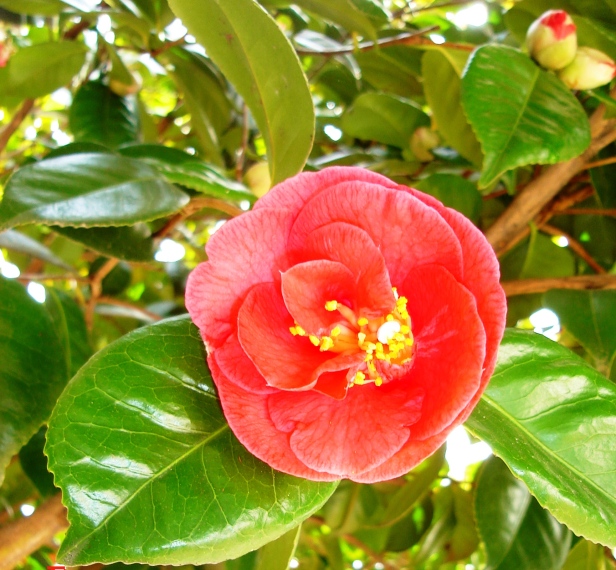 This is the big camellia at the corner of the porch. It always looks like a tropical flower to me.